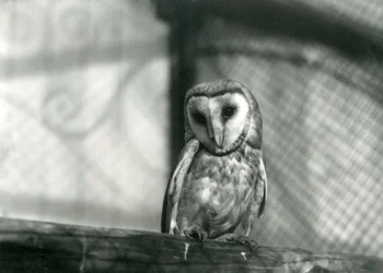 A Barn Owl at London Zoo